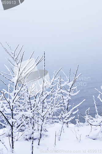 Image of Snowy trees