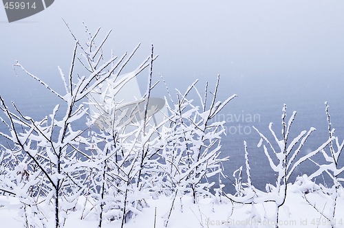 Image of Snowy trees