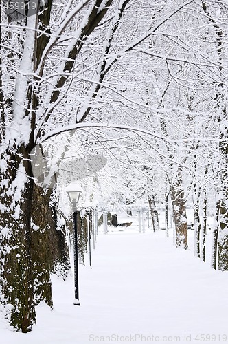 Image of Lane in winter park