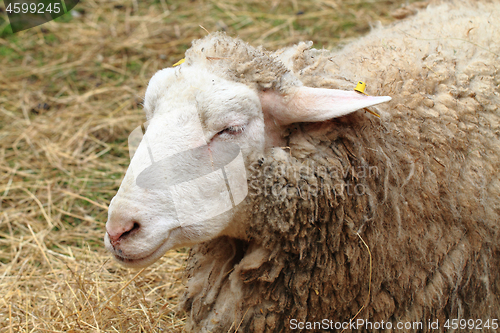 Image of head of sheep