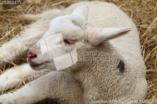 Image of small lamb is resting 