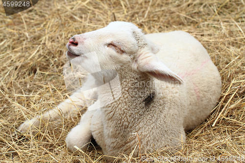 Image of small lamb is resting 