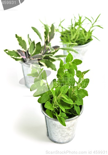 Image of Fresh herbs