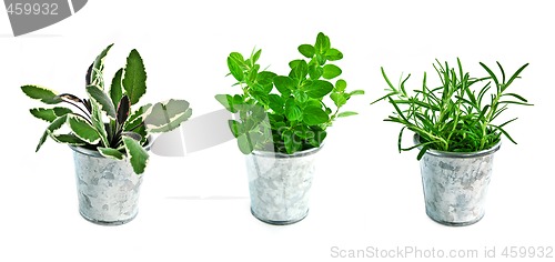 Image of Fresh herbs