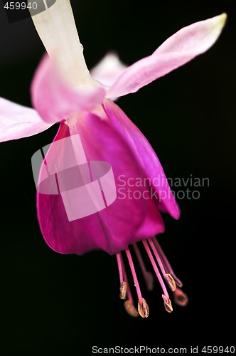 Image of Fuchsia flower