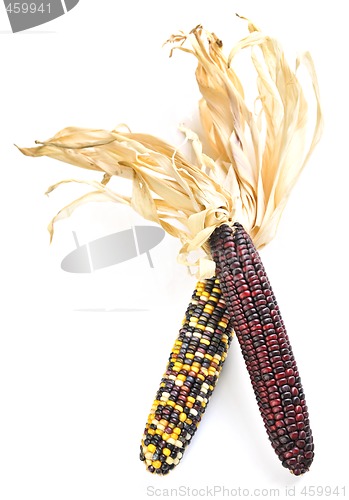 Image of Indian corn