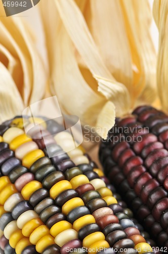 Image of Indian corn