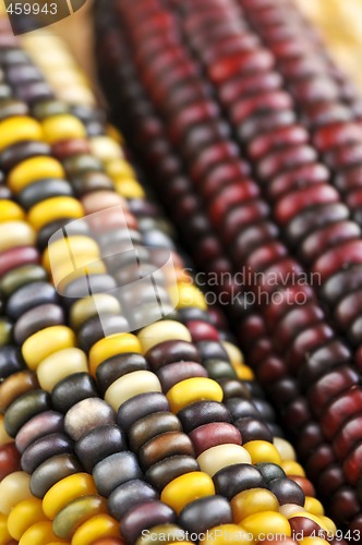 Image of Indian corn