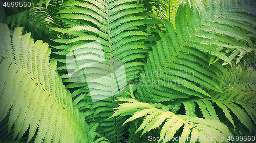 Image of Green fresh fern branches