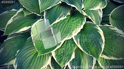 Image of Green and white leaves of hosta 