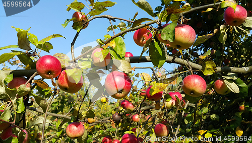 Image of Branches of an apple-tree with ripe red apples