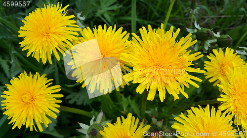 Image of Bright yellow dandelion flowers