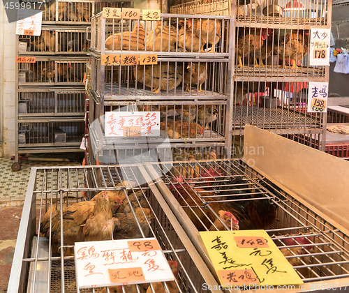 Image of Chickens in Cages