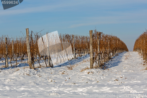 Image of Vineyard Winter Snow