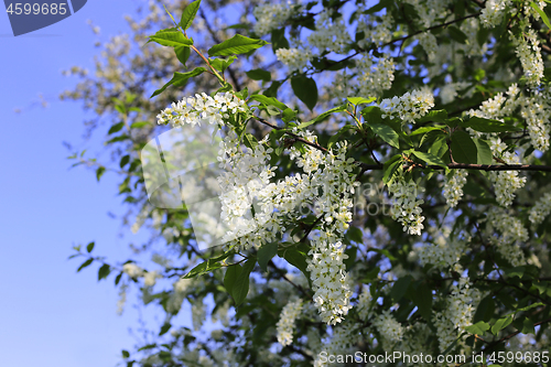 Image of Spring branches of flowering bird cherry