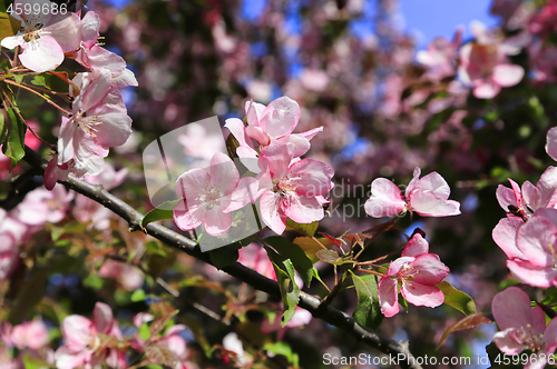 Image of Branches of spring tree with beautiful pink flowers 