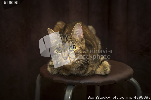 Image of Pretty kitten with big beautiful eyes posing on stool