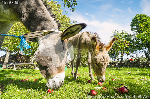 Image of Two donkeys eating red apples in an idyllic garden