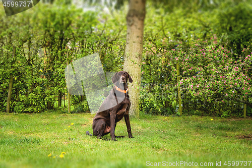 Image of Brown labrador dog sitting on a lawn