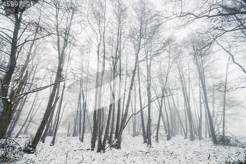 Image of Misty winter in a forest with barenaked trees