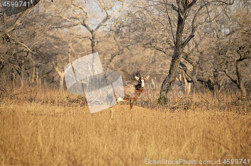 Image of Blesbuck standing on the dry savannah