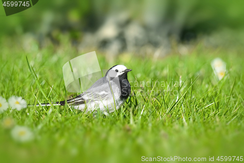 Image of Wagtail bird on a green lawn in the spring