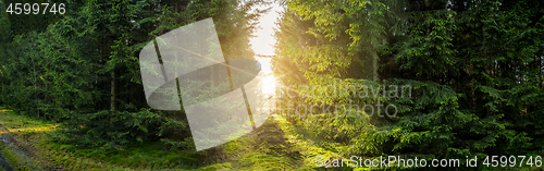 Image of Green forest panorama scenery with sunlight