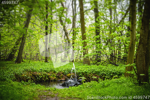 Image of Small fountain in a green forest in the spring