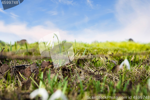 Image of Snowdrop flowers on a green meadow in the spring