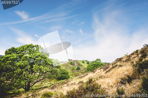 Image of Green trees on a hill side in the summer