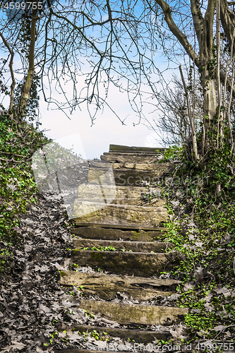 Image of Wooden stairs in a forest with green ivy