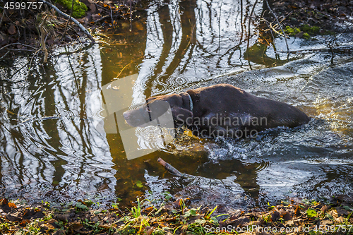 Image of Hunting dog in a forest puddle in the fall