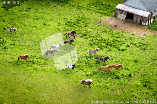 Image of Various wild horses running on a green field