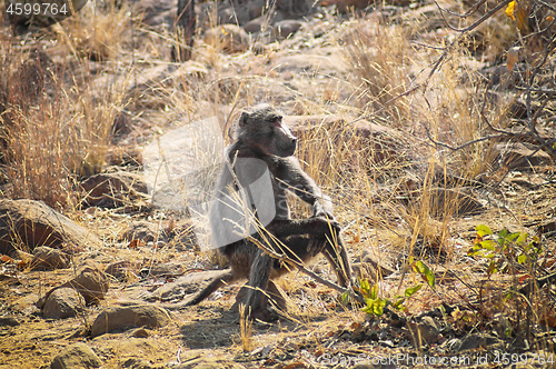 Image of Baboon sitting on a rock on the savannah