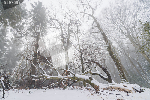 Image of Fallen tree in a misty forest in the winter