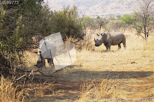 Image of Couple of rhinos grazing on the savannah