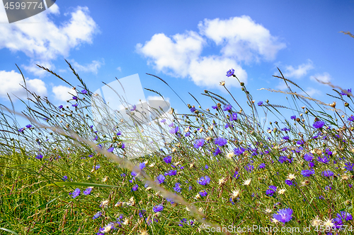 Image of Wildflowers in rural environment in the summer