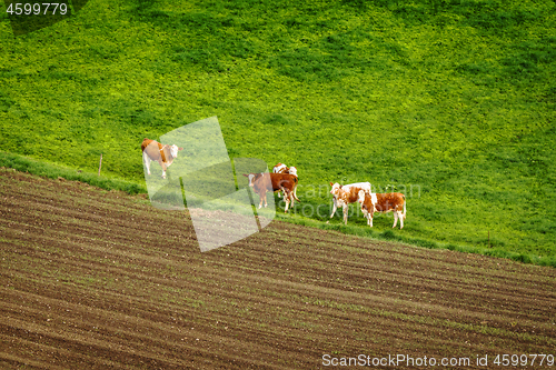 Image of Cattle on a green field in a rural environment