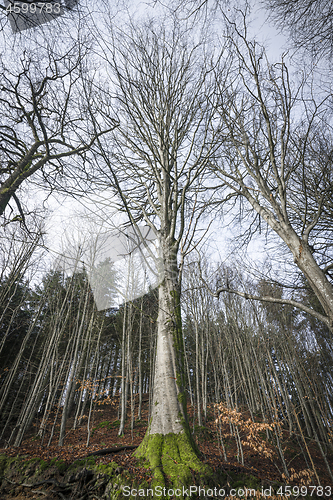 Image of Tall tree in a forest in the fall