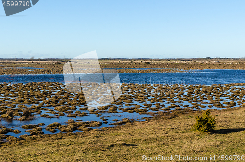 Image of Flooded landscape with grass tufts