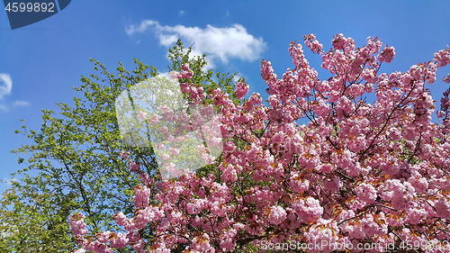 Image of Beautiful branches of flowering spring trees on blue sky