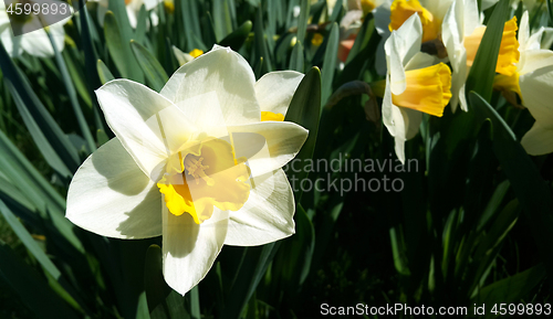 Image of Close-up of beautiful bright Narcissus flowers