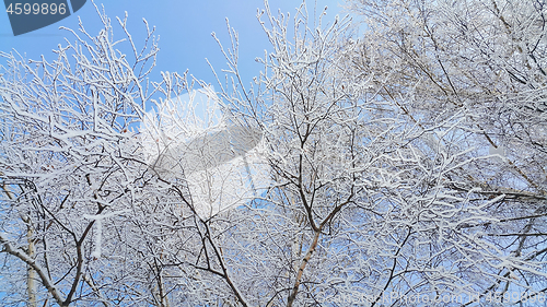 Image of Beautiful branches of birch covered with snow and hoarfrost