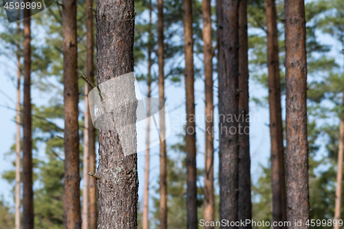 Image of One focused pine tree trunk in a bright forest