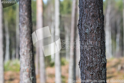 Image of Pine tree trunk closeup in a bright forest