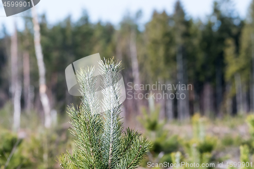 Image of Pine tree plant protected against wild animals