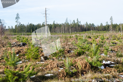 Image of Sunlit pine tree plantation with a dead tree