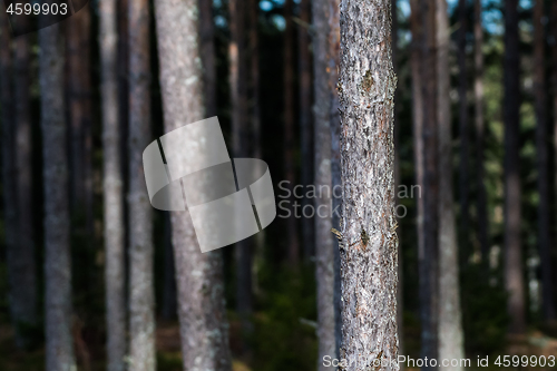 Image of Sunlit pine tree trunk in the woods