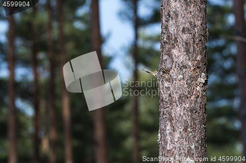 Image of Pine tree trunk close up with a  forest in the background