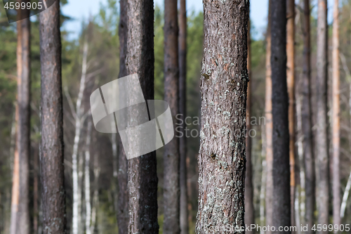 Image of Focus on one pine tree trunk amongst many tree stems